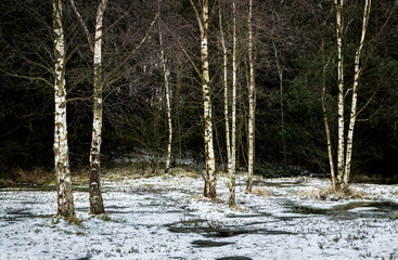 Birch trees in snow covered landscape.