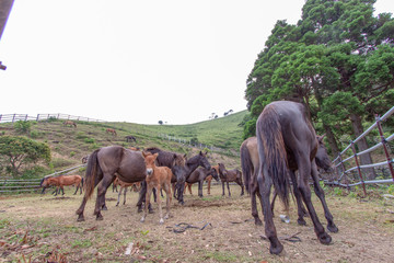 都井岬の野生馬14