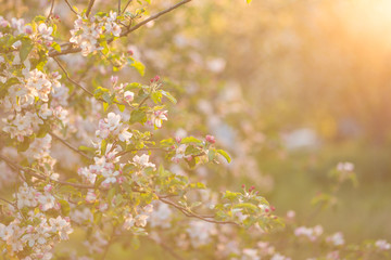 Spring flowers background