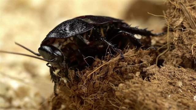 Cockroach crawls on pressed sawdust. Close up. Slow motion