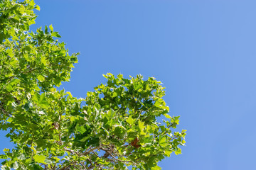 Mulberry trees begin spring growth 
