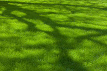 Fototapeta na wymiar Grass and shadows