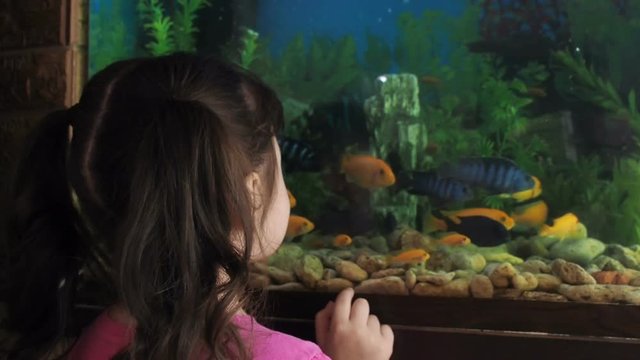 The child is at the aquarium. A little girl looks at the fish in the aquarium.