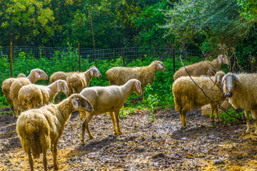 Obraz premium Sheep grazing in the countryside near Lousios gorge in Greece