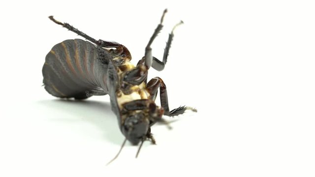 Cockroach lies on its back. White background. Close up. Slow motion