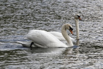 Pair of mute swans (Cygnus olor)