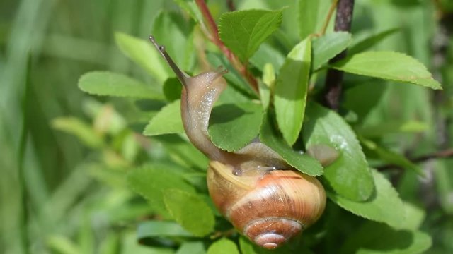 Closeup of snail on a branch