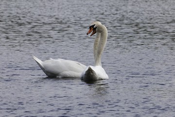 Pair of mute swans (Cygnus olor)