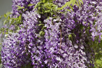 Fototapeta premium Japanese wisteria (Wisteria floribunda)