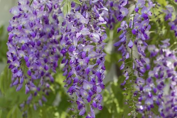 Obraz premium Japanese wisteria (Wisteria floribunda)