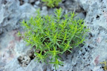 Rocky wild plant branches on the Mediterranean Region coast