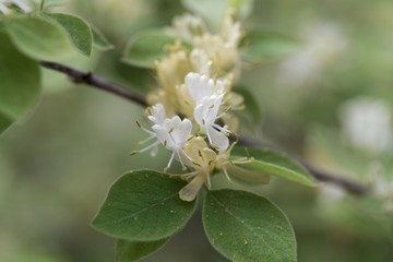Fly honeysuckle (Lonicera xylosteum)