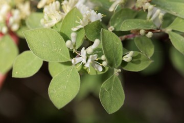 Fly honeysuckle (Lonicera xylosteum)