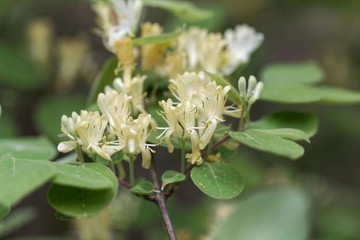 Fly honeysuckle (Lonicera xylosteum)