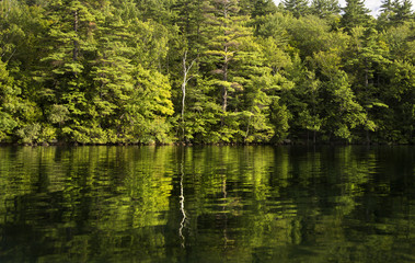 Evergreens and a birch reflected in the calm water of Squam Lake, NH