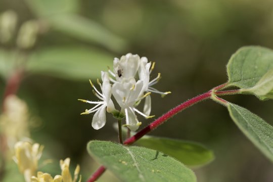 Fly honeysuckle (Lonicera xylosteum)