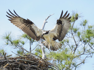 Naklejka premium Osprey Landing on It's Nest