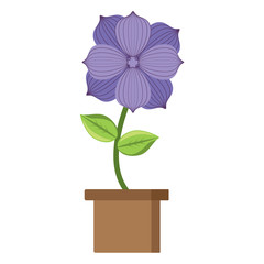 beautiful flower in a pot over white background, colorful design. vector illustration