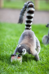 Animal enrichment. Hot day fruit ice lolly treat for lemur