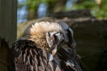 Couple de Gypaète barbu