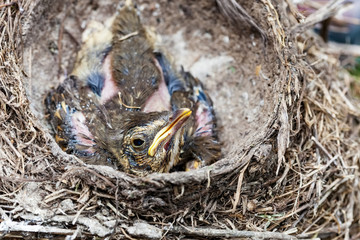 Song thrush chicks sitting in nest