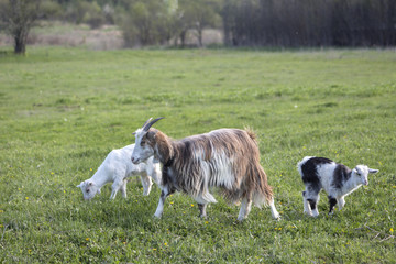 Goat and two small goats on a green meadow.