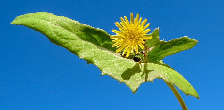 Smooth Sow-thistle (Sonchus oleraceus)