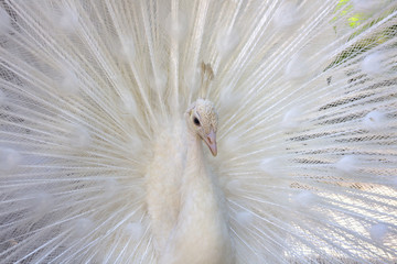 Portrait of a white peacock (pavo cristatus) with expanded feathers.
