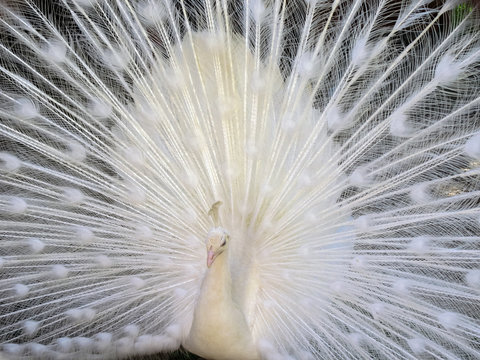 White peacock (pavo cristatus) with expanded feathers.
