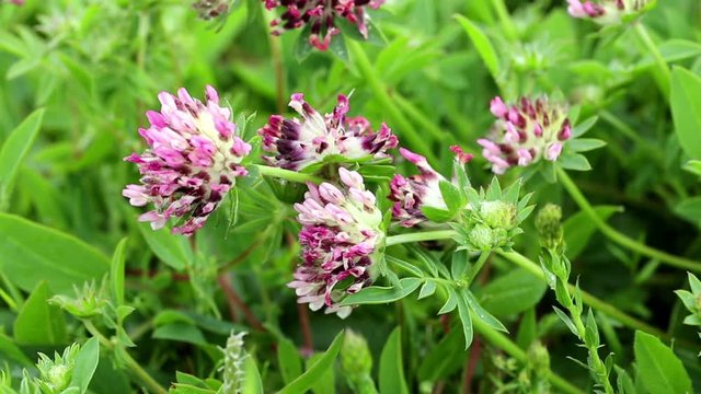 Trifolium pratense (red clover) wild plant on a green background in nature
