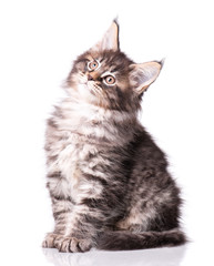 Maine Coon kitten 2 months old. Cat isolated on white background. Portrait of beautiful domestic black tabby kitty.