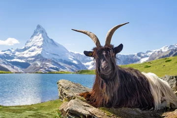 Cercles muraux Cervin Chèvre à cou noir walliser devant le Stellisee et le Cervin, Canton du Valais, Suisse