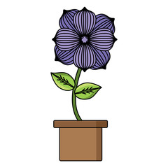 beautiful flower in a pot over white background, colorful design. vector illustration