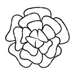 sketch of flower icon over white background, vector illustration