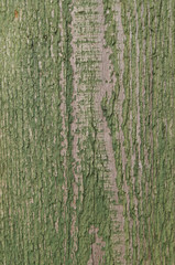Fototapeta premium The old wooden surface of the board with traces of sunburned green paint.
