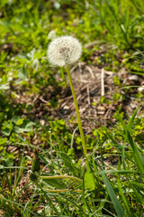 Salzburg, Fr&uuml;hling, Sommer, &Ouml;sterreich, sch&ouml;n
