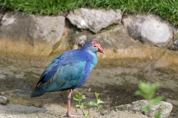 Oiseau exotique bleu