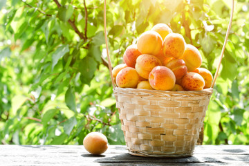 Full basket of apricots in the garden. Greenery on a background. Sunlight