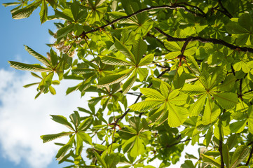 Rosskastanienbaum, Kastanie, aesculus
