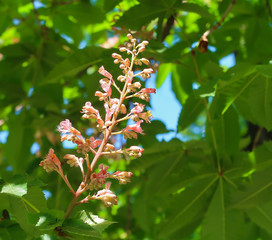 Spring flowering chestnut in the city park