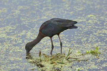 Glossy Ibis, (Plegadis falcinellus), Wakodahatchee Wetlands, Delray Beach, Florida, USA   Photo: Peter Llewellyn