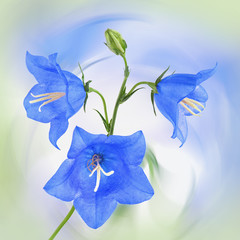 Blume blau blühen im Frühling. Schönheit Nahaufnahme zart und hübsch 