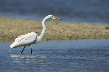 Great Egret, (Ardea alba),  'Ding' Darling National Wildlife Refuge, Sanibel Island, Florida, USA