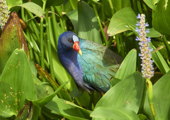 Purple Gallinule (Porphyrio martinica),  Wakodahatchee Wetlands, Delray Beach, Florida, USA