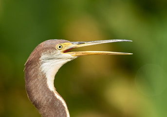 Tricolored Heron portrait