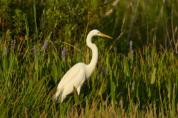 Great Egret