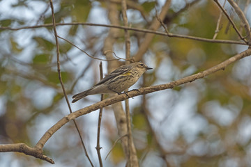 Female Yellow Rumped Warbler in the Forest