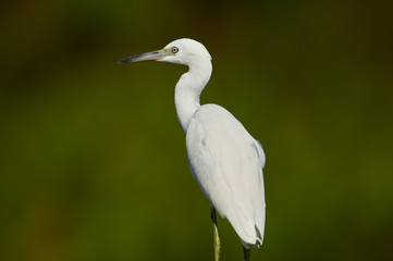 Snowy egret