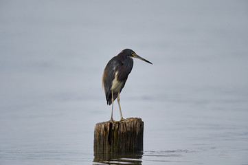 Tricolored Heron (Egretta tricolor) perched on a log, Lake Chapala, Ajijic, Jalisco, Mexico. Photo: Peter Llewellyn