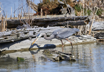 Fototapeta premium Great Blue Heron (Ardea herodias), George C. Reifel Migratory Bird Reserve, Vancouver , British Columbia, Canada